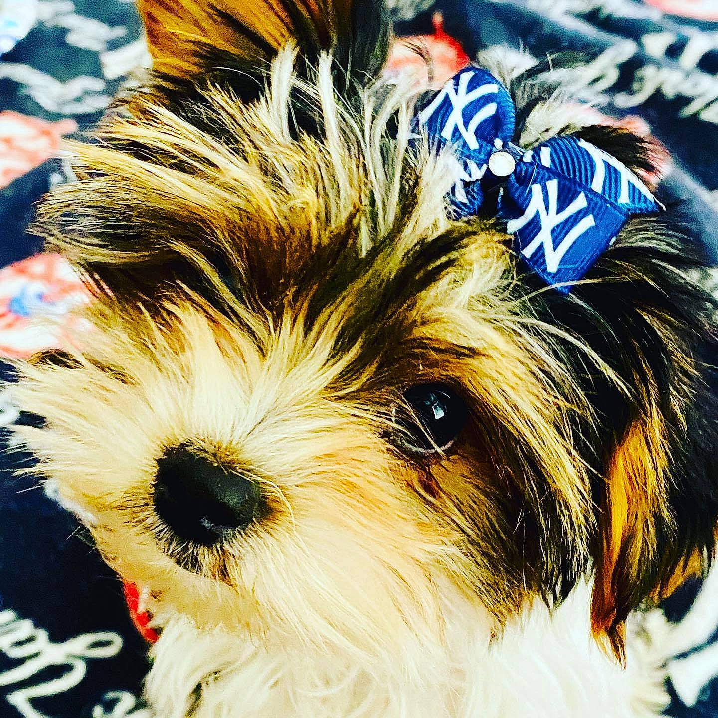 Bronx joined the competition — help win amazing prizes! biewer_terrier, canidae, carnivore, chinese_imperial_dog, companion_dog, dog, dog_breed, kyi_leo, maltepoo, mammal, morkie, petit_basset_griffon_vendeen, puppy, rare_breed_dog, shih_tzu, small_terrier, snout, terrier, toy_dog, yorkshire_terrier