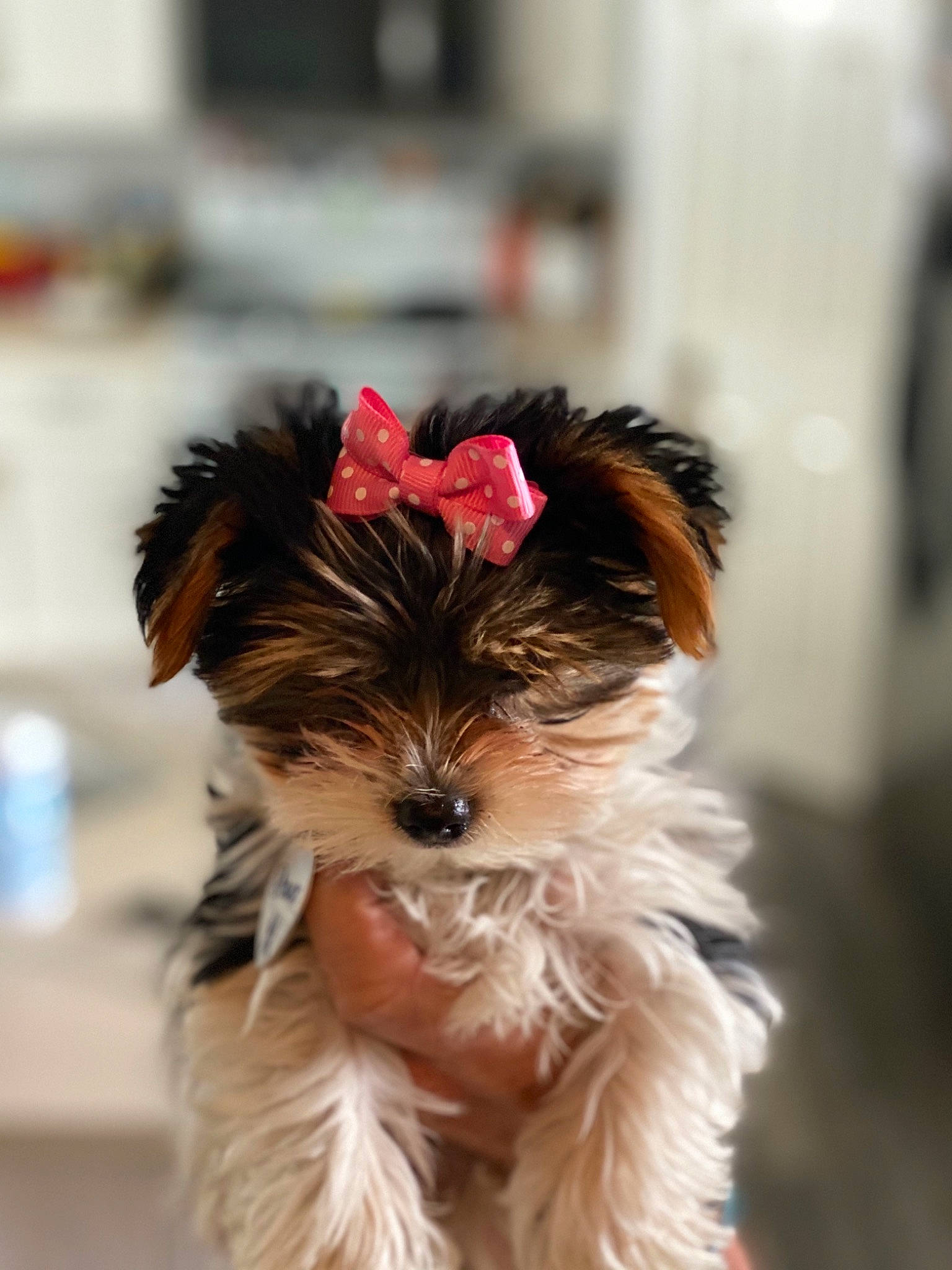 Bronx is registered to the contest to win money with this photo: biewer_terrier, canidae, carnivore, chinese_imperial_dog, companion_dog, dog, dog_breed, maltepoo, mammal, morkie, puppy, rare_breed_dog, schnoodle, small_terrier, snout, terrier, toy_dog, vertebrate, yorkipoo, yorkshire_terrier
