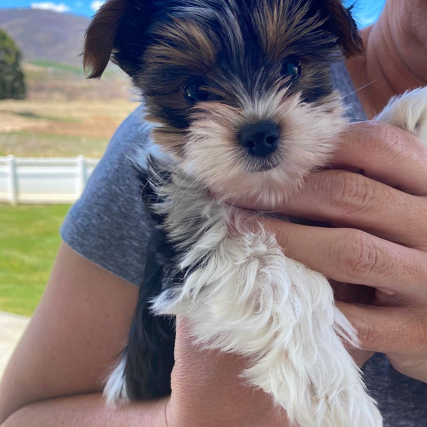 Bronx is registered to the contest to win money with this photo: biewer_terrier, canidae, carnivore, companion_dog, dog, dog_breed, havanese, kyi_leo, maltepoo, mammal, morkie, puppy, schnoodle, small_terrier, snout, sporting_lucas_terrier, terrier, vertebrate, yorkipoo, yorkshire_terrier