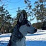 dog, husky, siberian_husky, animal, pet, snow, winter, outdoor, nature, blue_sky, trees, canine, fur, collar, profile, muzzle, ears, leash, alert, portrait