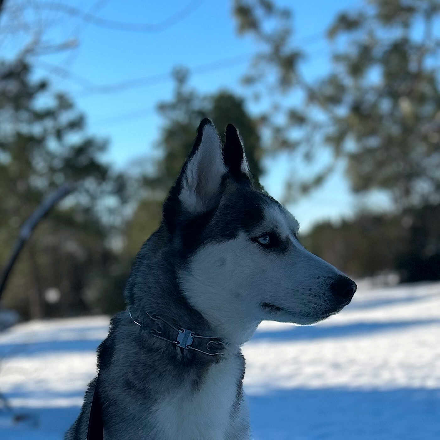 Oki is registered to the contest to win money with this photo: dog, husky, siberian_husky, animal, pet, snow, winter, outdoor, nature, blue_sky, trees, canine, fur, collar, profile, muzzle, ears, leash, alert, portrait