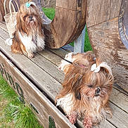 Uschka Et L'Or a rejoint le concours — aidez-le/la à gagner de superbes lots ! dog, pet, fluffy, bow, bench, wood, outdoor, grass, leash, cute, small_dog, shih_tzu, fur, animal, portrait, sitting, nature, daylight, canine, companion