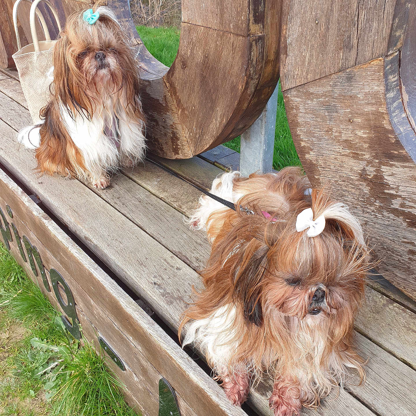Uschka Et L'Or a rejoint le concours — aidez-le/la à gagner de superbes lots ! dog, pet, fluffy, bow, bench, wood, outdoor, grass, leash, cute, small_dog, shih_tzu, fur, animal, portrait, sitting, nature, daylight, canine, companion