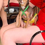 Little Bit joined the competition — help win amazing prizes! dog, small_dog, pet, harness, yellow_outfit, person, lap, sitting, relaxed, content, chair, metal_chair, red_cushion, wooden_floor, casual, outdoor, human_leg, hand, summer_clothing, resting
