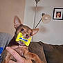 Little Bit is registered to the contest to win money with this photo: dog, small_dog, pet, hand, candy_wrapper, yellow_wrapper, indoor, couch, lamp, person, wall, framed_photo, living_room, holding, playful, brown_dog, ears, furniture, human_hand, closeup