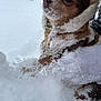 Little Bit joined the competition — help win amazing prizes! dog, snow, coat, winter, outdoor, cold, pet, fur, animal, small_dog, snowflakes, blurred_background, trees, building, canine, cute, warm_clothing, nature, season, weather