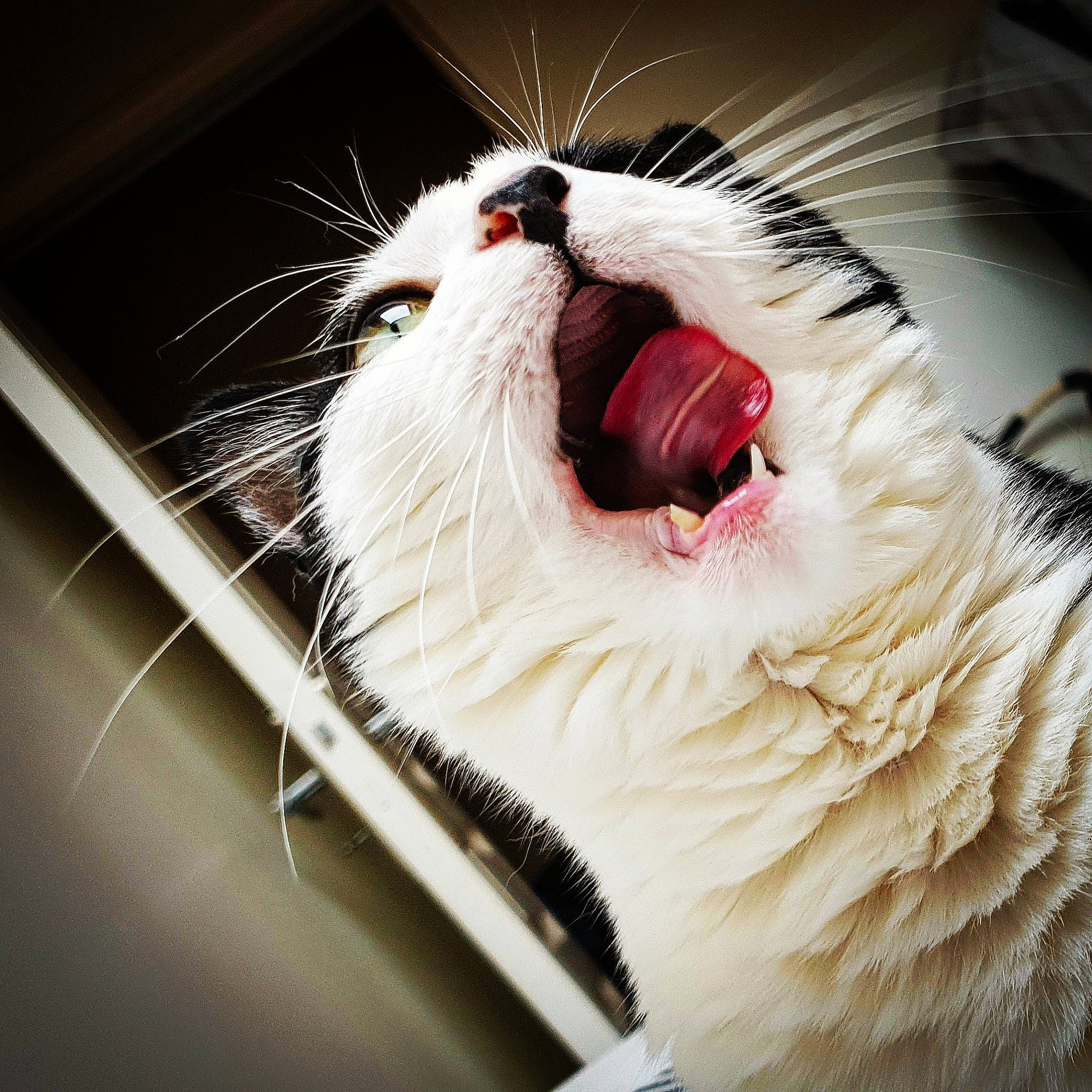 Minette a rejoint le concours — aidez-le/la à gagner de superbes lots ! carnivore, cat, close_up, eye, facial_expression, fang, felidae, fur, mouth, nose, organ, ragdoll, roar, small_to_medium_sized_cats, snout, tongue, tooth, turkish_van, whiskers, yawn