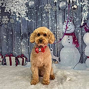 Teddie joined the competition — help win amazing prizes! dog, bow_tie, snow, snowman, gift_box, winter, holiday, festive, decorations, cute, canine, fluffy, background, indoor, seasonal, christmas, pet, portrait, celebration, animal