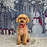 animal, background, bow_tie, canine, celebration, christmas, cute, decorations, dog, festive, fluffy, gift_box, holiday, indoor, pet, portrait, seasonal, snow, snowman, winter