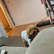 Teddy is registered to the contest to win money with this photo: blanket, carpet, couch, cozy, curly_fur, dog, doorway, furniture, home_interior, indoor, laundry_rack, licking, living_room, pet, pet_bed, poodle, small_dog, sofa, towel, wall