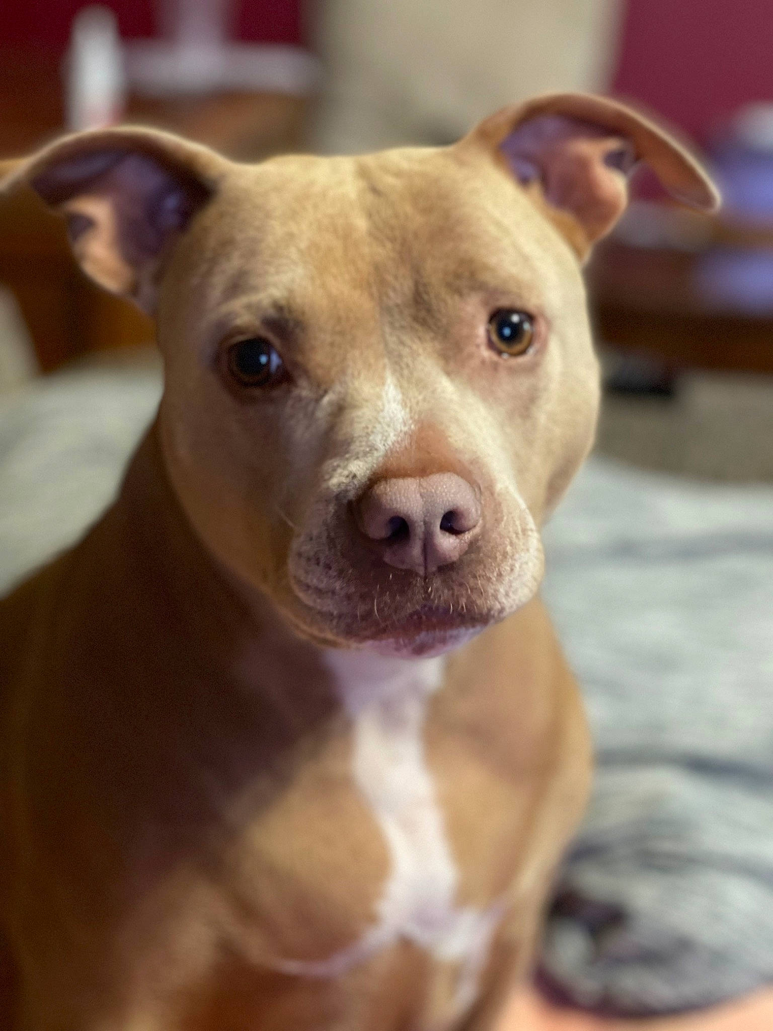 Bella is registered to the contest to win money with this photo: ancient_dog_breeds, canidae, carnivore, close_up, companion_dog, dog, dog_breed, ear, eye, fawn, fur, liver, non_sporting_group, puppy, snout, sporting_group, terrestrial_animal, toy_dog, whiskers, working_animal