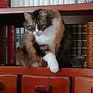 Jakky a rejoint le concours — aidez-le/la à gagner de superbes lots ! cat, fluffy, wooden_shelf, books, book_spines, library, indoor, pet, feline, paw, brown, white, striped, fur, animal, quiet, contemplative, home, furniture, shelf