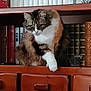 cat, fluffy, wooden_shelf, books, book_spines, library, indoor, pet, feline, paw, brown, white, striped, fur, animal, quiet, contemplative, home, furniture, shelf
