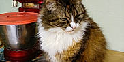 Jakky participe au concours pour gagner de l'argent avec cette photo : cat, tabby_cat, fluffy_cat, kitchen, counter, wooden_furniture, mixer, red_mixer, orange_lid, appliance, pet, indoor, feline, fur, animal, domestic_cat, household, table, still_life, cute