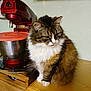 cat, tabby_cat, fluffy_cat, kitchen, counter, wooden_furniture, mixer, red_mixer, orange_lid, appliance, pet, indoor, feline, fur, animal, domestic_cat, household, table, still_life, cute