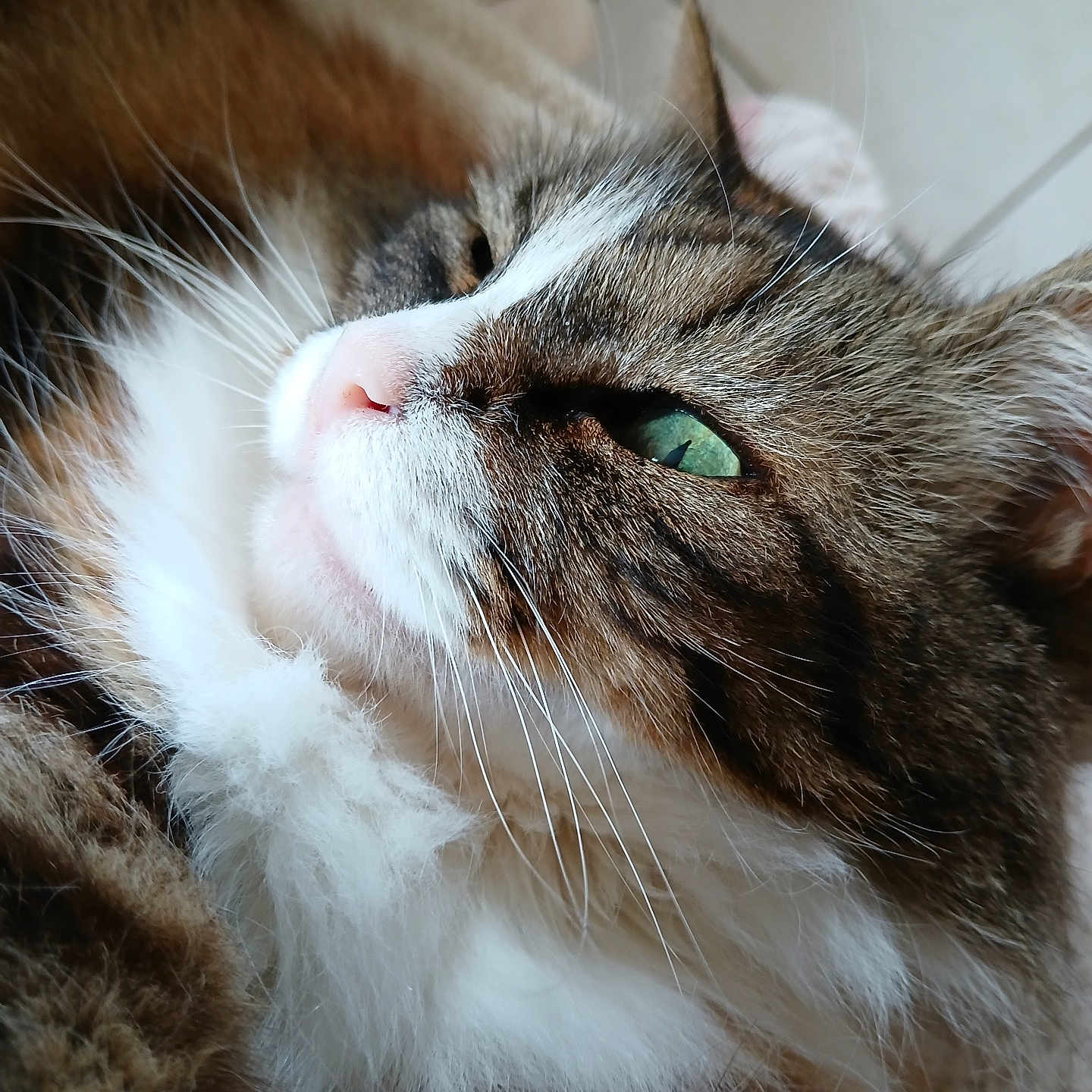 Jakky participe au concours pour gagner de l'argent avec cette photo : cat, fluffy, close_up, green_eyes, pink_nose, whiskers, fur, pet, animal, indoor, relaxed, portrait, feline, soft_light, tabby, white_fur, brown_fur, cute, resting, calm