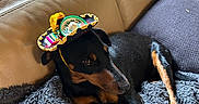 Uta participe au concours pour gagner de l'argent avec cette photo : dog, black_and_tan, sombrero, hat, pet, lying_down, couch, sofa, blanket, indoor, home, living_room, houseplant, sunlight, portrait, relaxed, funny, costume, brown_markings, animal