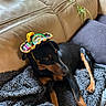 dog, black_and_tan, sombrero, hat, pet, lying_down, couch, sofa, blanket, indoor, home, living_room, houseplant, sunlight, portrait, relaxed, funny, costume, brown_markings, animal