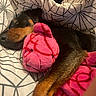 Uta participe au concours pour gagner de l'argent avec cette photo : dog, sleeping, black_and_tan, plush_toy, pink_toy, bed, bedding, blanket, pillow, indoors, cozy, resting, curled_up, pet, animal, closeup, patterned_fabric, warm_lighting, snuggling, portrait