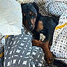 Uta participe au concours pour gagner de l'argent avec cette photo : dog, black_and_tan, sleepy, relaxed, bed, blanket, pillows, bedding, bedroom, indoor, cozy, cuddling, resting, lying_down, pet, animal, portrait, patterned_fabric, warm, cute