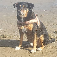Max participe au concours pour gagner de l'argent avec cette photo : animal, beach, calm, canine, daylight, dog, harness, mammal, nature, outdoor, pet, quiet, relaxed, sand, sea, shore, sitting, sunlight, water, wet