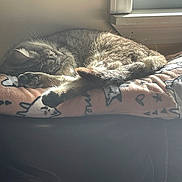 Sika joined the competition — help win amazing prizes! animal, blanket, cat, cozy, cushion, domestic, feline, fur, home, indoor, peaceful, pet, quiet, relaxation, resting, sleeping, soft, sunlight, tabby, window