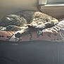 animal, blanket, cat, cozy, cushion, domestic, feline, fur, home, indoor, peaceful, pet, quiet, relaxation, resting, sleeping, soft, sunlight, tabby, window
