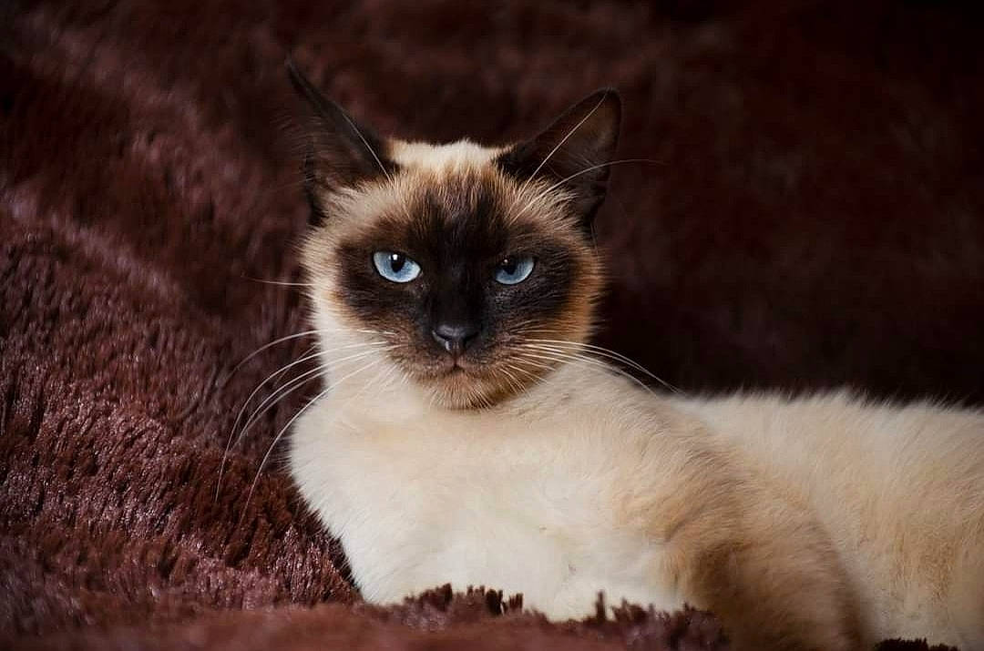 Clochette a rejoint le concours — aidez-le/la à gagner de superbes lots ! balinese, birman, carnivore, cat, close_up, eye, fawn, felidae, fur, iris, siamese, small_to_medium_sized_cats, snout, terrestrial_animal, whiskers, wildlife