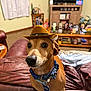 dog, dachshund, pet, cowboy_hat, living_room, couch, leather_sofa, collar, id_tag, close_up, portrait, brown_coat, big_eyes, black_nose, hat, coffee_table, tv_stand, framed_photos, home_interior, toy