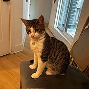 Kobe is registered to the contest to win money with this photo: cat, tabby_cat, pearl_collar, sitting, stool, indoor, window, hardwood_floor, door, folding_chair, pet, domestic_cat, white_paws, feline, portrait, accessory, jewelry, curiosity, side_view, home_interior