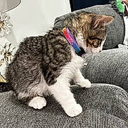 Kobe joined the competition — help win amazing prizes! cat, kitten, tabby, rainbow_collar, collar, bell, couch, sofa, gray_fabric, paws, white_paws, sitting, indoor, pet, curious, side_profile, fur, lamp, curtain, cushion