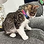 cat, kitten, tabby, rainbow_collar, collar, bell, couch, sofa, gray_fabric, paws, white_paws, sitting, indoor, pet, curious, side_profile, fur, lamp, curtain, cushion