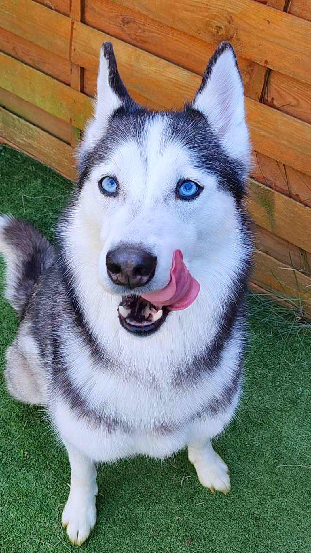 Shanna participe au concours pour gagner de l'argent avec cette photo : ancient_dog_breeds, art, canidae, canis, carnivore, collar, companion_dog, dog, dog_breed, fur, grass, non_sporting_group, siberian_husky, sled_dog, snout, sporting_group, tail, whiskers, working_animal, working_dog