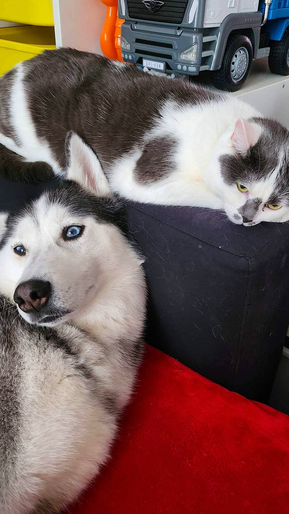 Shanna participe au concours pour gagner de l'argent avec cette photo : auto_part, automotive_lighting, automotive_tire, carnivore, cat, companion_dog, dog, dog_breed, domestic_short_haired_cat, felidae, fur, sled_dog, small_to_medium_sized_cats, snout, tail, terrestrial_animal, tire, wheel, whiskers, working_animal