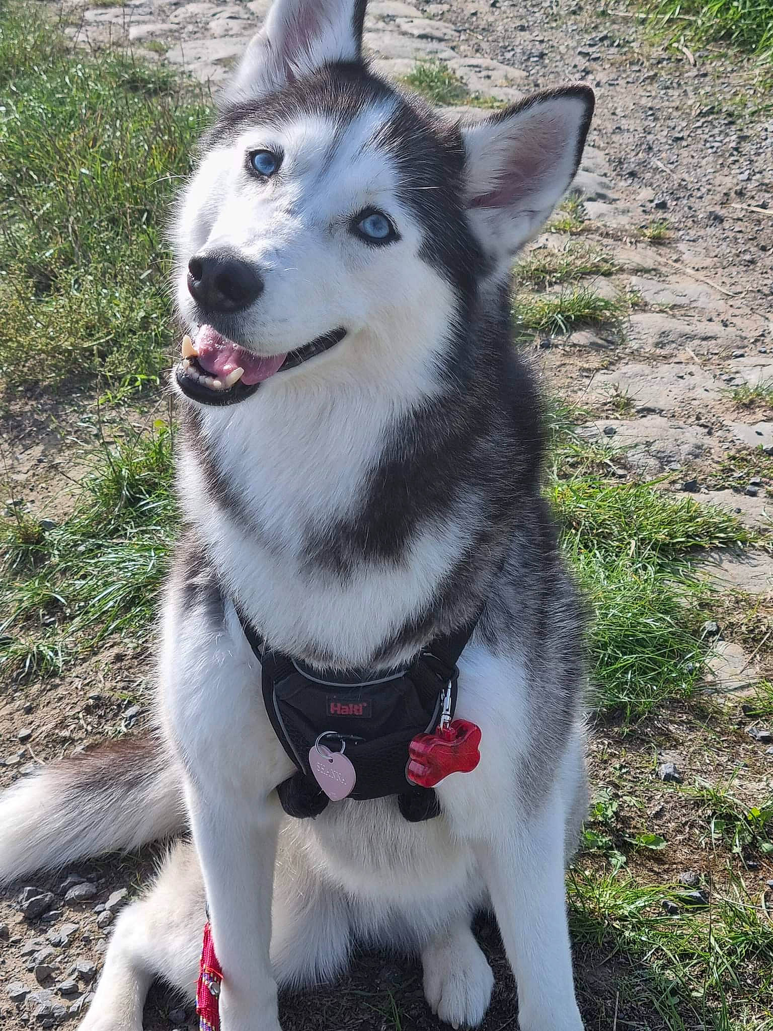 Shanna a rejoint le concours — aidez-le/la à gagner de superbes lots ! ancient_dog_breeds, canidae, carnivore, collar, companion_dog, dog, dog_breed, fur, grass, leash, non_sporting_group, pet_supply, siberian_husky, sled_dog, snout, sporting_group, working_dog