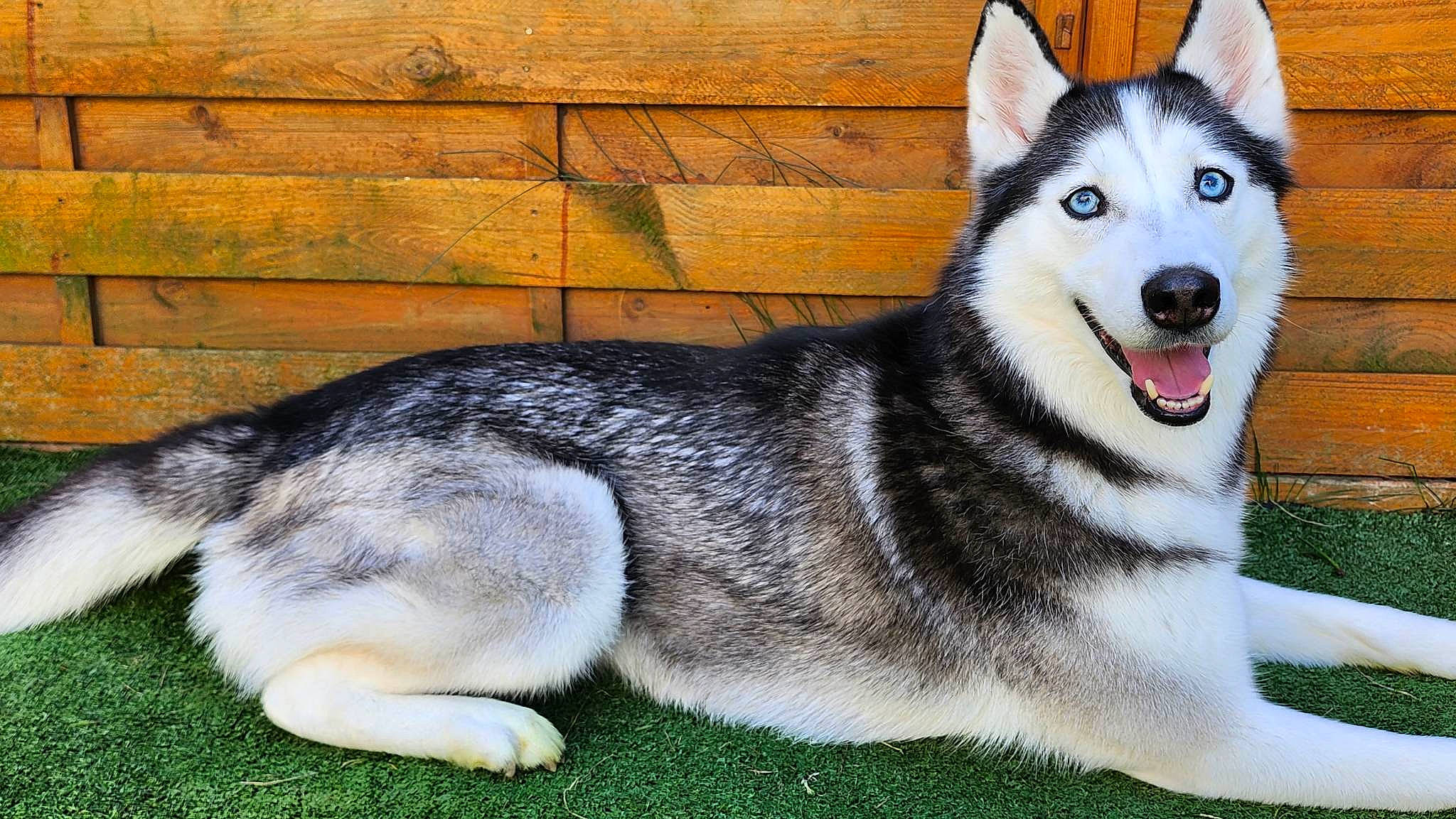Shanna participe au concours pour gagner de l'argent avec cette photo : canidae, canis, carnivore, collar, companion_dog, dog, dog_breed, eye, fur, grass, siberian_husky, sled_dog, snout, sporting_group, tail, terrestrial_animal, whiskers, wolf, working_animal, working_dog