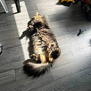 Bigoudy participe au concours pour gagner de l'argent avec cette photo : cat, fluffy, sunlight, wooden_floor, indoor, toys, yellow_bucket, relaxing, pet, home, flooring, shadow, tail, paws, furniture_leg, plastic_toy, casual, cozy, playing_area, sunbeam