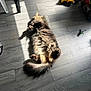 cat, fluffy, sunlight, wooden_floor, indoor, toys, yellow_bucket, relaxing, pet, home, flooring, shadow, tail, paws, furniture_leg, plastic_toy, casual, cozy, playing_area, sunbeam