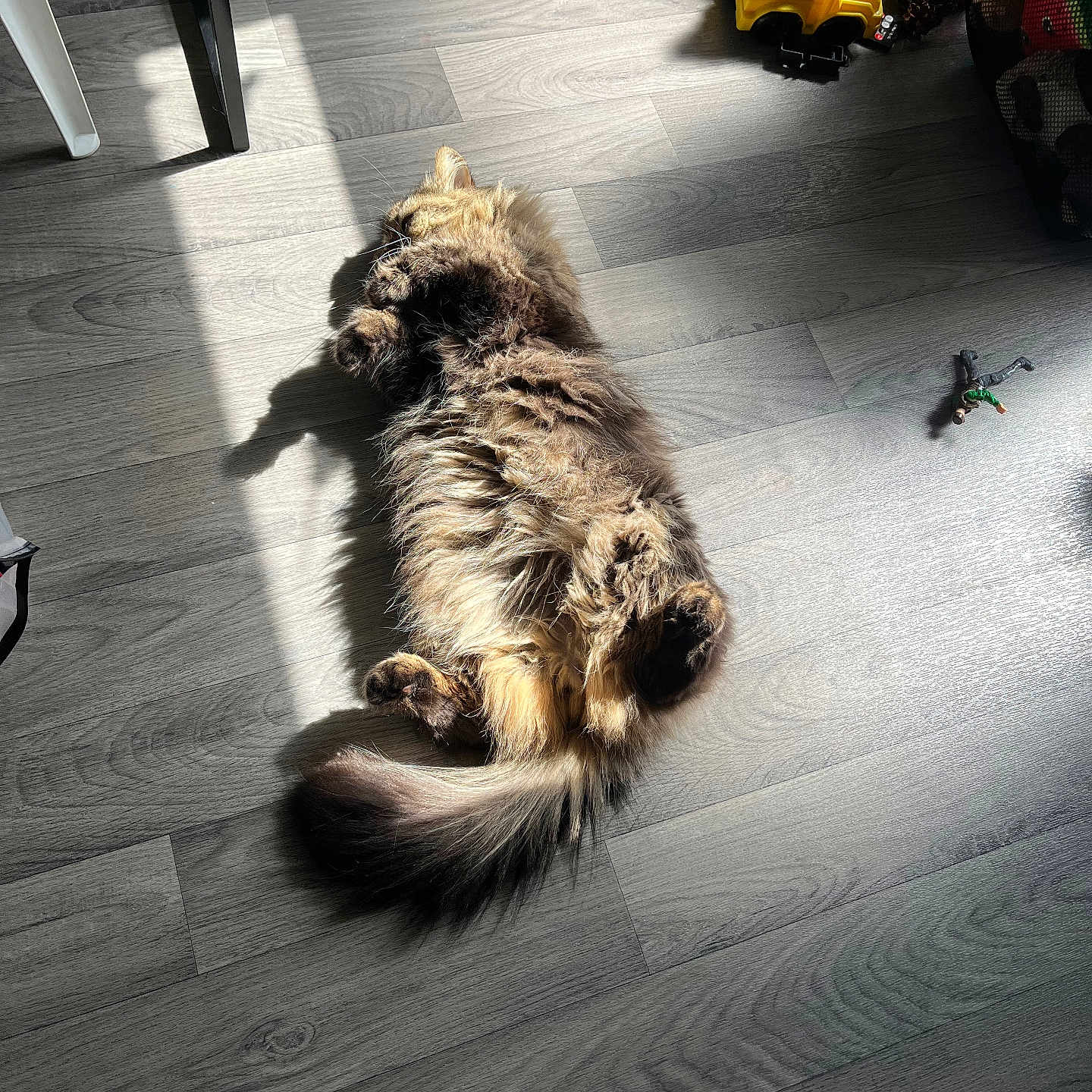 Bigoudy participe au concours pour gagner de l'argent avec cette photo : casual, cat, cozy, flooring, fluffy, furniture_leg, home, indoor, paws, pet, plastic_toy, playing_area, relaxing, shadow, sunbeam, sunlight, tail, toys, wooden_floor, yellow_bucket