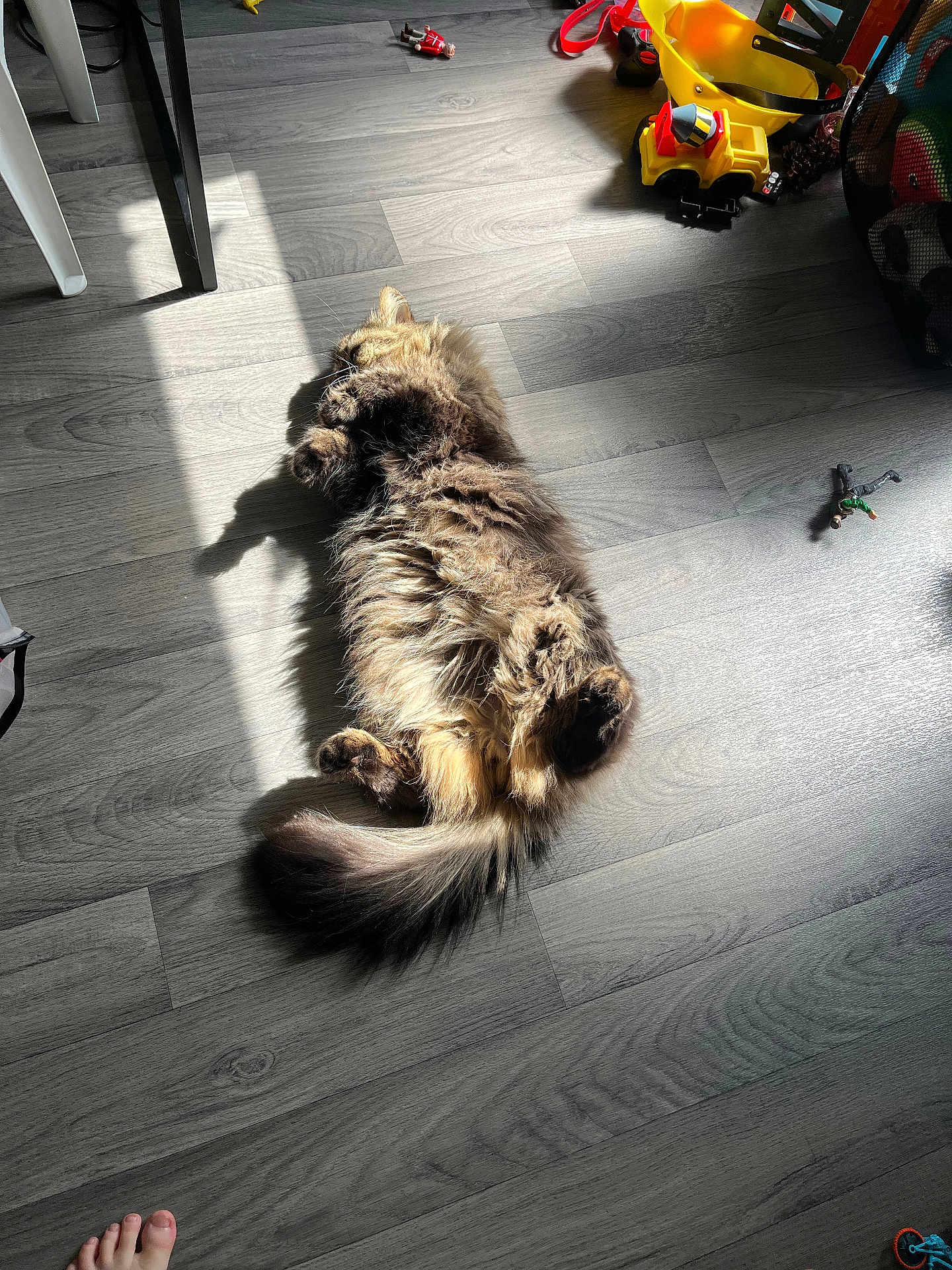 Bigoudy participe au concours pour gagner de l'argent avec cette photo : cat, fluffy, sunlight, wooden_floor, indoor, toys, yellow_bucket, relaxing, pet, home, flooring, shadow, tail, paws, furniture_leg, plastic_toy, casual, cozy, playing_area, sunbeam