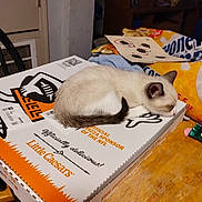 Little Man is registered to the contest to win money with this photo: brown_and_white_cat, cat, cozy, domestic_cat, ears, feline, food_packaging, fur, household, indoor, little_caesars, nap, pizza_box, quiet, relaxed, resting, sleeping, table, tail, wooden_table