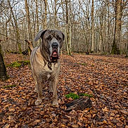 Peanuts participe au concours pour gagner de l'argent avec cette photo : animal, autumn, brown, canine, collar, daylight, dog, fall, forest, ground, leaf_litter, leaves, moss, nature, outdoor, pet, tree_trunk, trees, wildlife, woodland