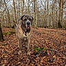 animal, autumn, brown, canine, collar, daylight, dog, fall, forest, ground, leaf_litter, leaves, moss, nature, outdoor, pet, tree_trunk, trees, wildlife, woodland