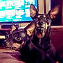 dog, miniature_pinscher, pet, indoor, couch, sofa, ears_up, alert, black_and_tan, two_dogs, animal, companion, domestic_animal, living_room, furniture, television, blurred_background, close_up, portrait, cute