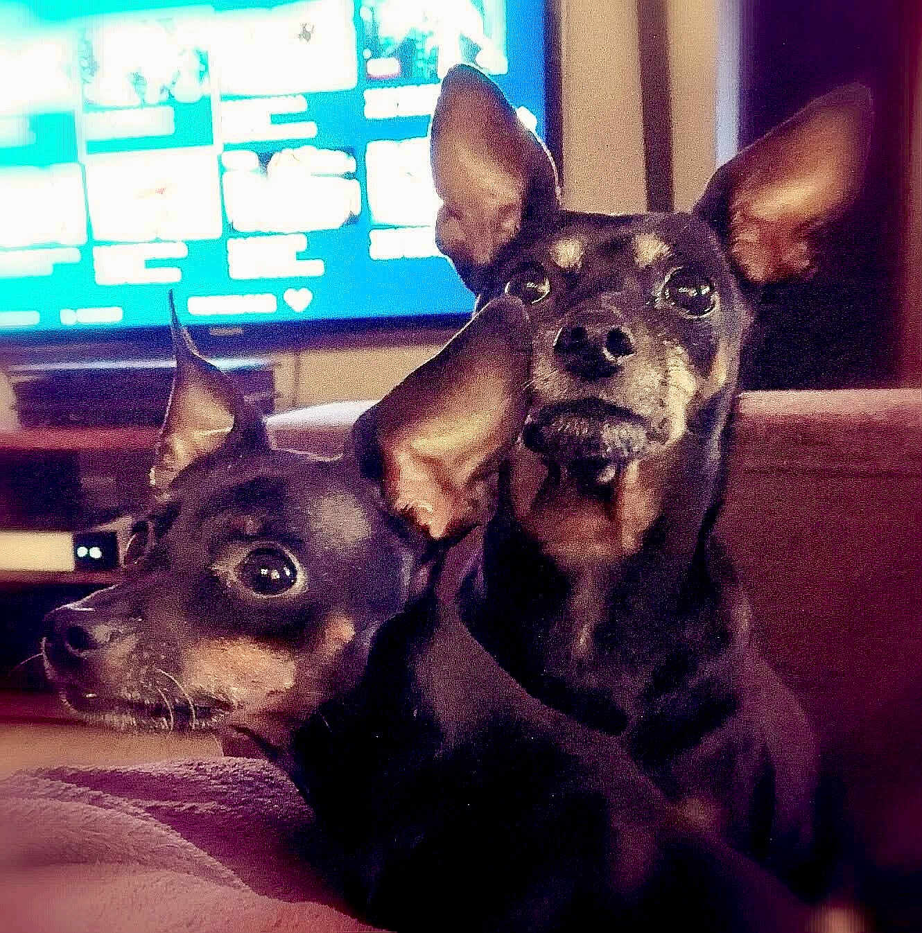 Caroline Et Kilibili a rejoint le concours — aidez-le/la à gagner de superbes lots ! dog, miniature_pinscher, pet, indoor, couch, sofa, ears_up, alert, black_and_tan, two_dogs, animal, companion, domestic_animal, living_room, furniture, television, blurred_background, close_up, portrait, cute