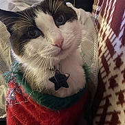 Bandit is registered to the contest to win money with this photo: cat, blue_eyes, pink_nose, whiskers, fur, pet, animal, sweater, red, green, collar, star_tag, close_up, indoor, blanket, pattern, cozy, cute, portrait, holiday
