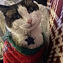 cat, blue_eyes, pink_nose, whiskers, fur, pet, animal, sweater, red, green, collar, star_tag, close_up, indoor, blanket, pattern, cozy, cute, portrait, holiday