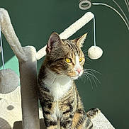 Chaussette participe au concours pour gagner de l'argent avec cette photo : animal, beige, cat, cat_tree, close_up, domestic_cat, fur, furniture, green_wall, indoor, perched, pet, playful, pom_poms, relaxed, shadow, sunlight, tabby_cat, whiskers, yellow_eyes