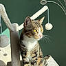 animal, beige, cat, cat_tree, close_up, domestic_cat, fur, furniture, green_wall, indoor, perched, pet, playful, pom_poms, relaxed, shadow, sunlight, tabby_cat, whiskers, yellow_eyes