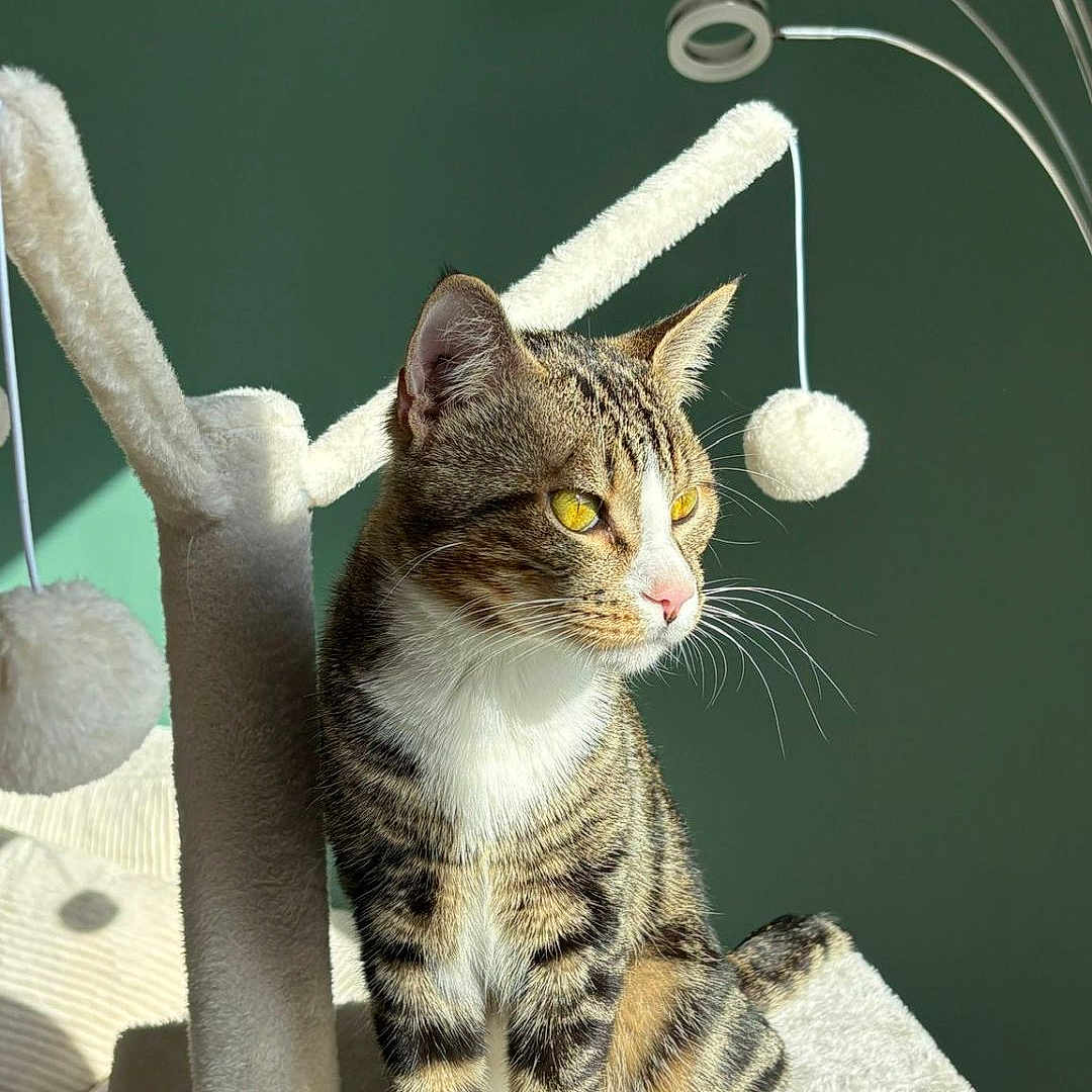 Chaussette participe au concours pour gagner de l'argent avec cette photo : animal, beige, cat, cat_tree, close_up, domestic_cat, fur, furniture, green_wall, indoor, perched, pet, playful, pom_poms, relaxed, shadow, sunlight, tabby_cat, whiskers, yellow_eyes
